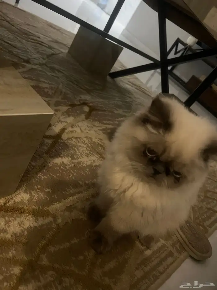 بسه هملايا 8شهور 1