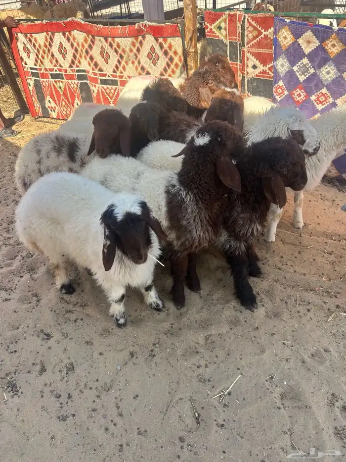 خرفان كناور نعيم ووسط وهرافي 4