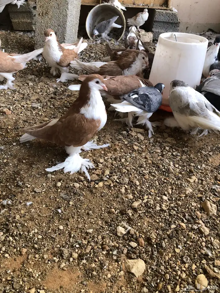 شيرازي للبيع 2