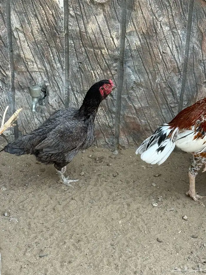 ديك ودجاجتين سنود بيور 3