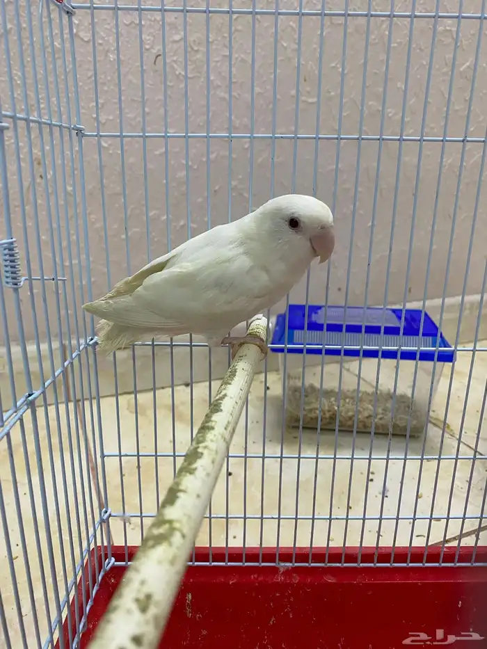روز نثية 4