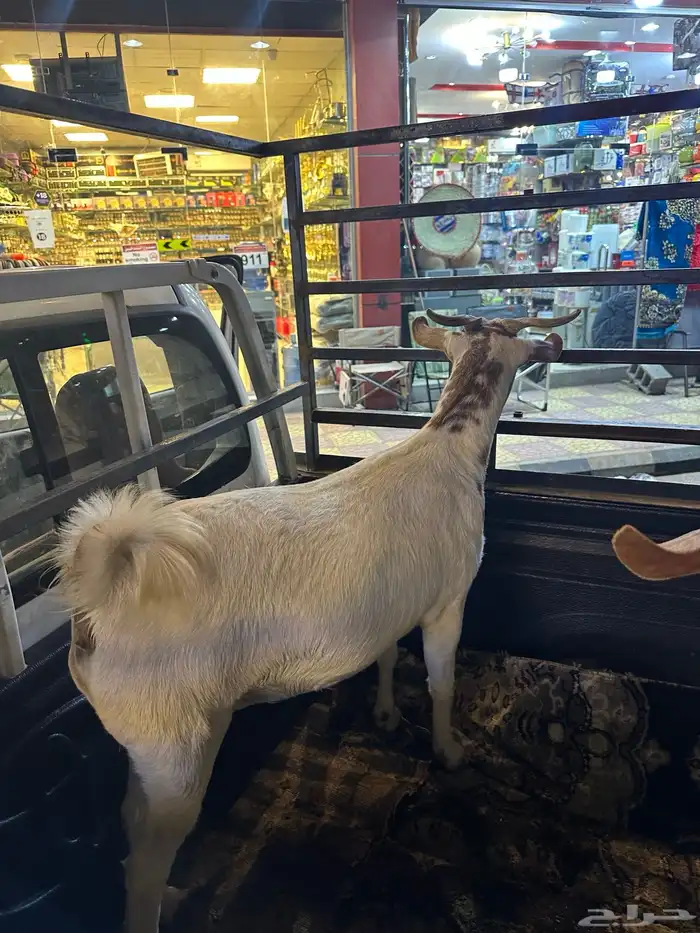 جفار شحم سنها ثني 1