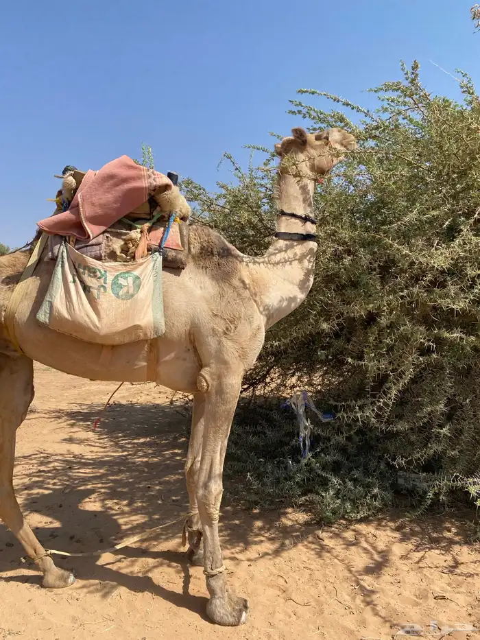 ركبي ملحاق ابل مشروط ومع البل 1