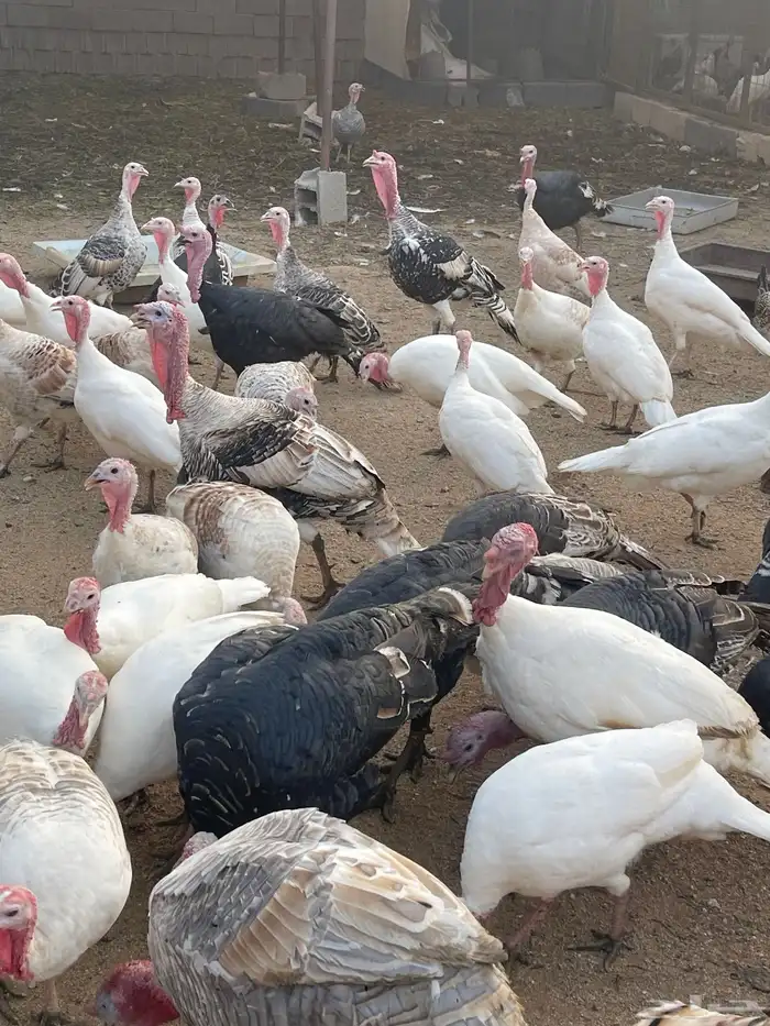 رومي سوبر جامبو العمر سنتين وسنه ونص خالي من الأمراض ومحصن 1