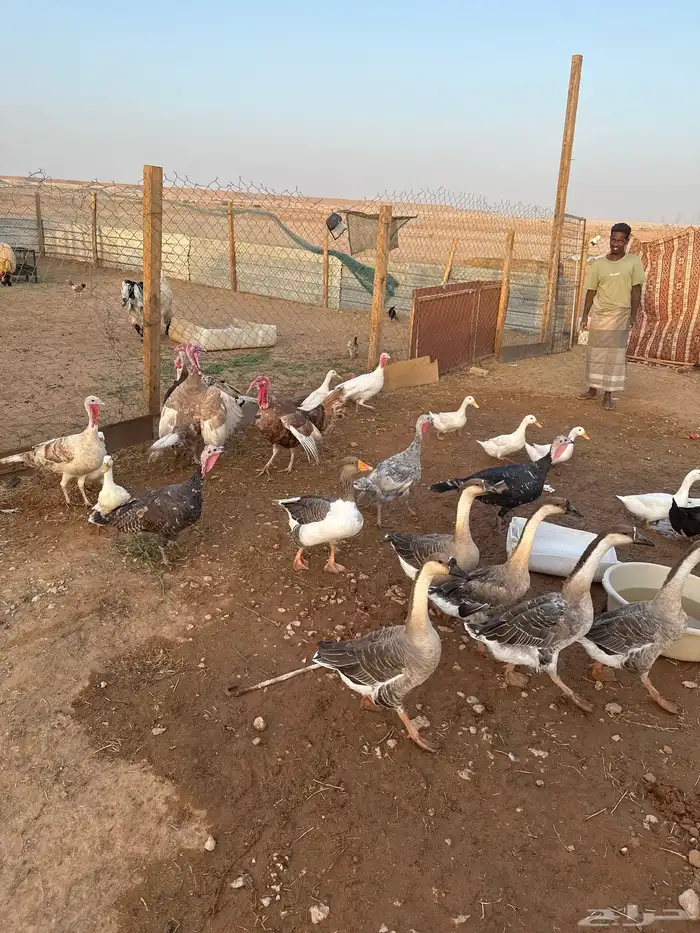 مفرق رماح 7