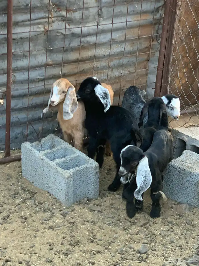 معزاء ولد 11