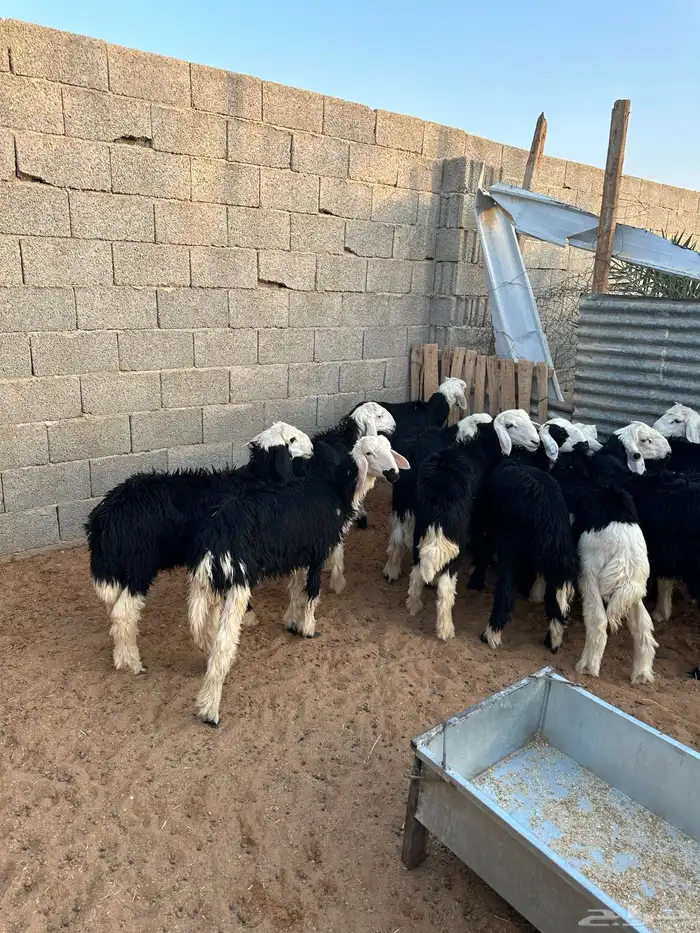 طليان خرفان نجد 2