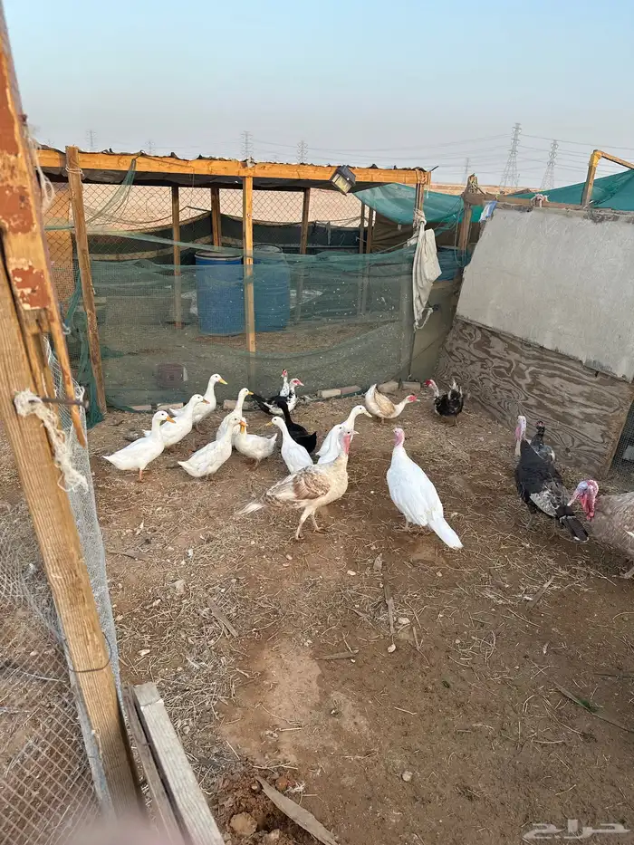 مفرق رماح 12