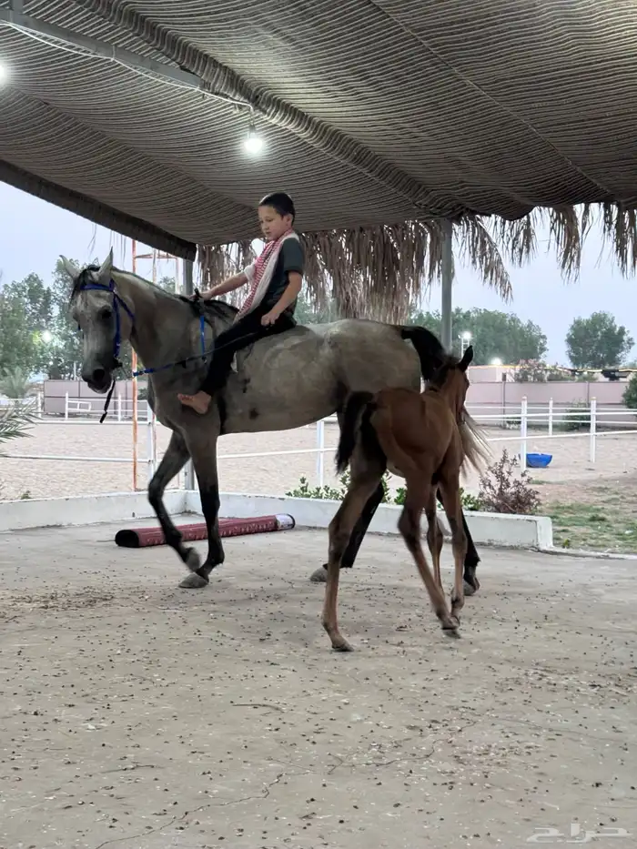 فرسةمع مهرة 6