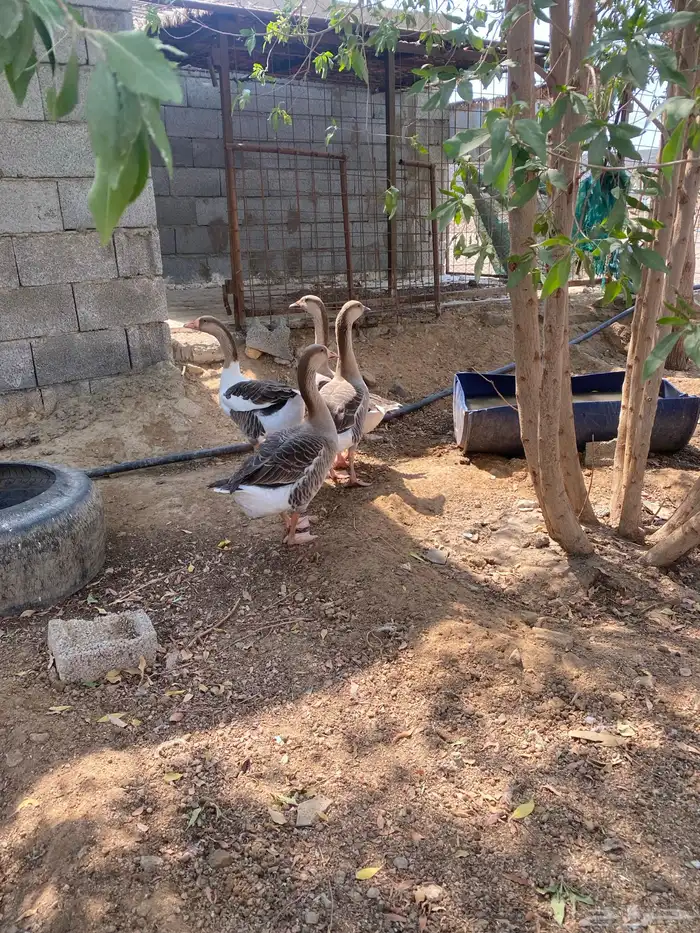 وز عراقي جامبو 6