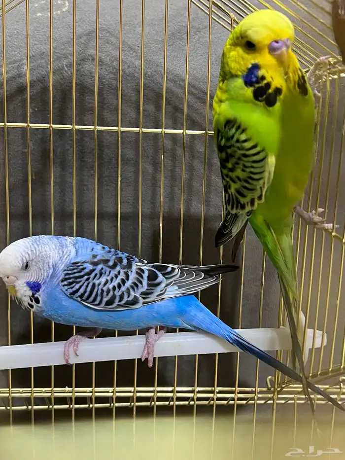 جوز بادجي( تم البيع) 2