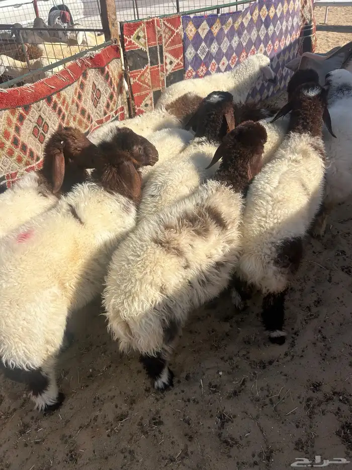 خرفان كناور نعيم ووسط وهرافي 5