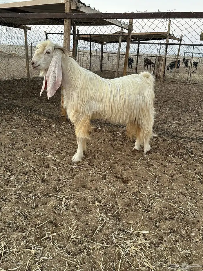 تيس فحل ابيض 2