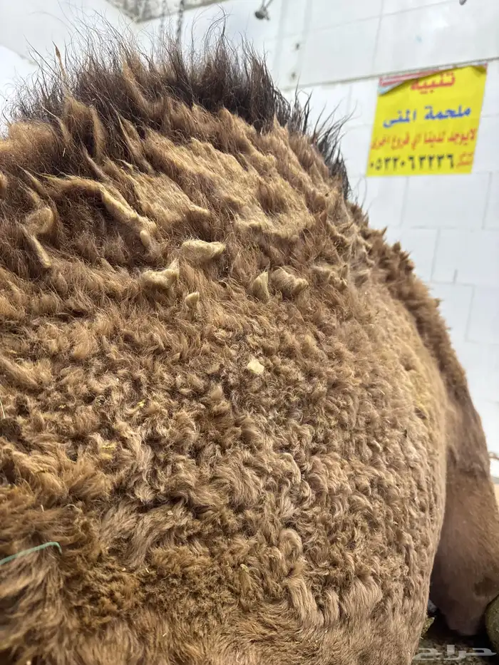 حاشي لباني شرط العمر ستة اشهر والطعم تحديد 0