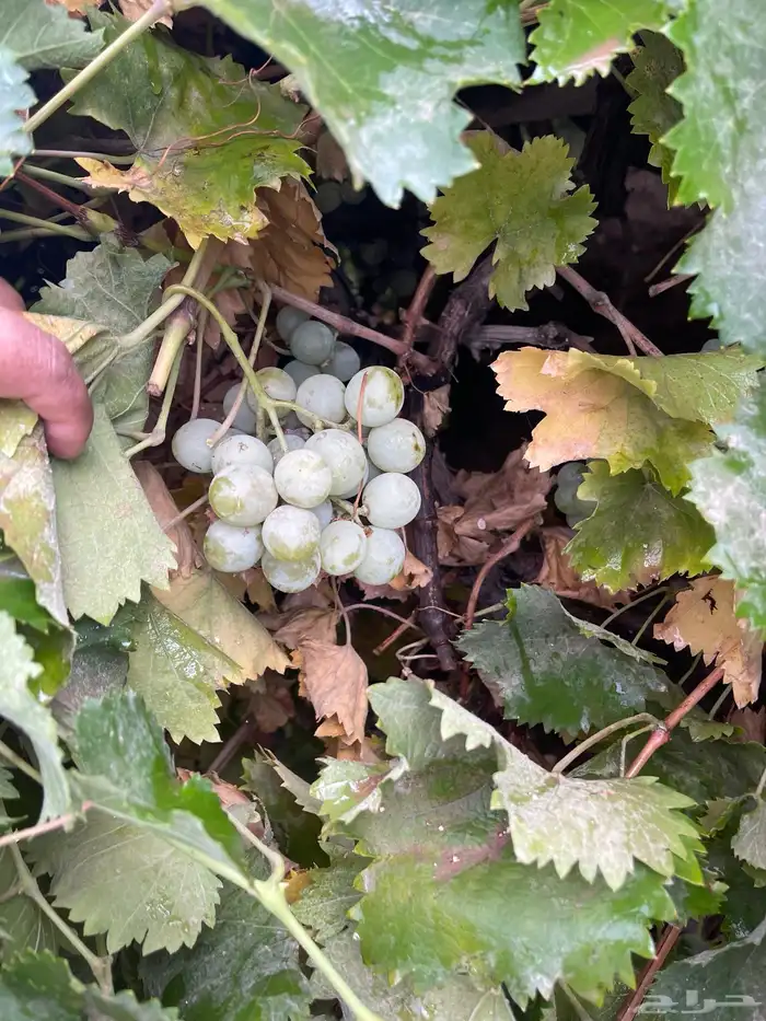 استراحة بضيافة خاصه ومزرعة في الحمرة ظهران الجنوب 42