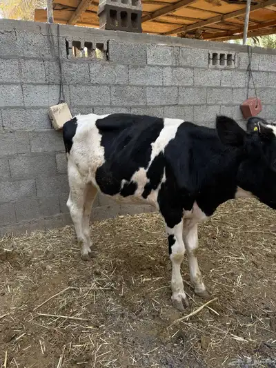 العمر  11 شهر index