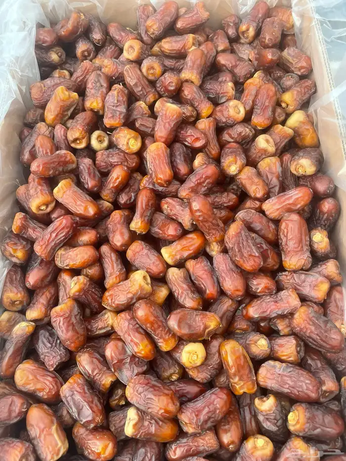 برني العيص 1