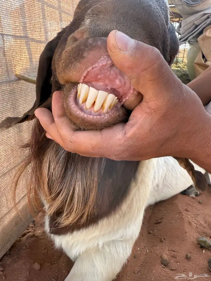 فحل بورقوت بيور 1