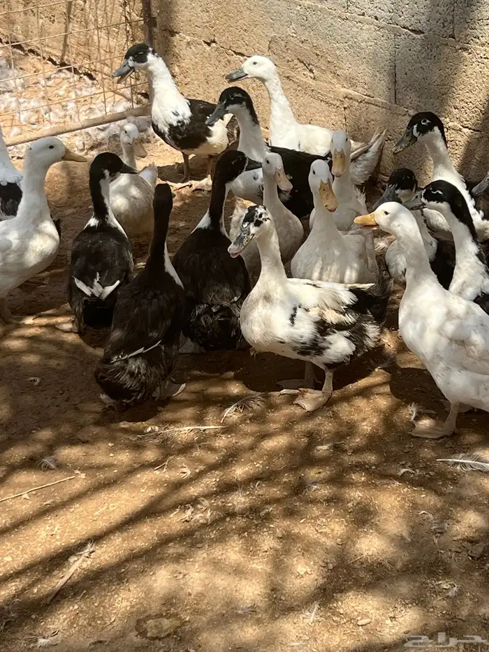 بط بكيني 3