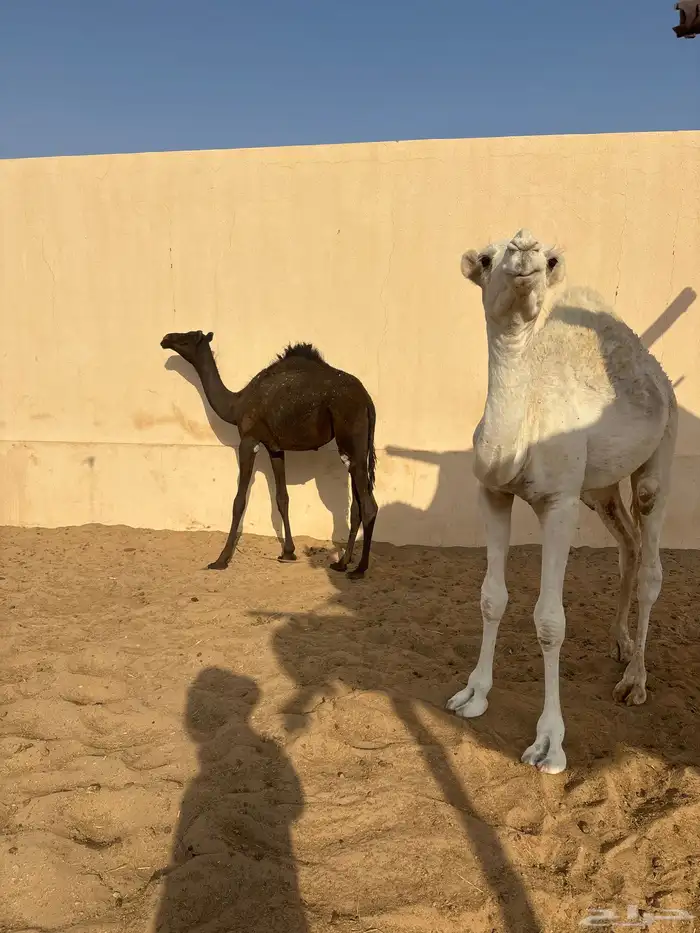 قعدان كفو 1