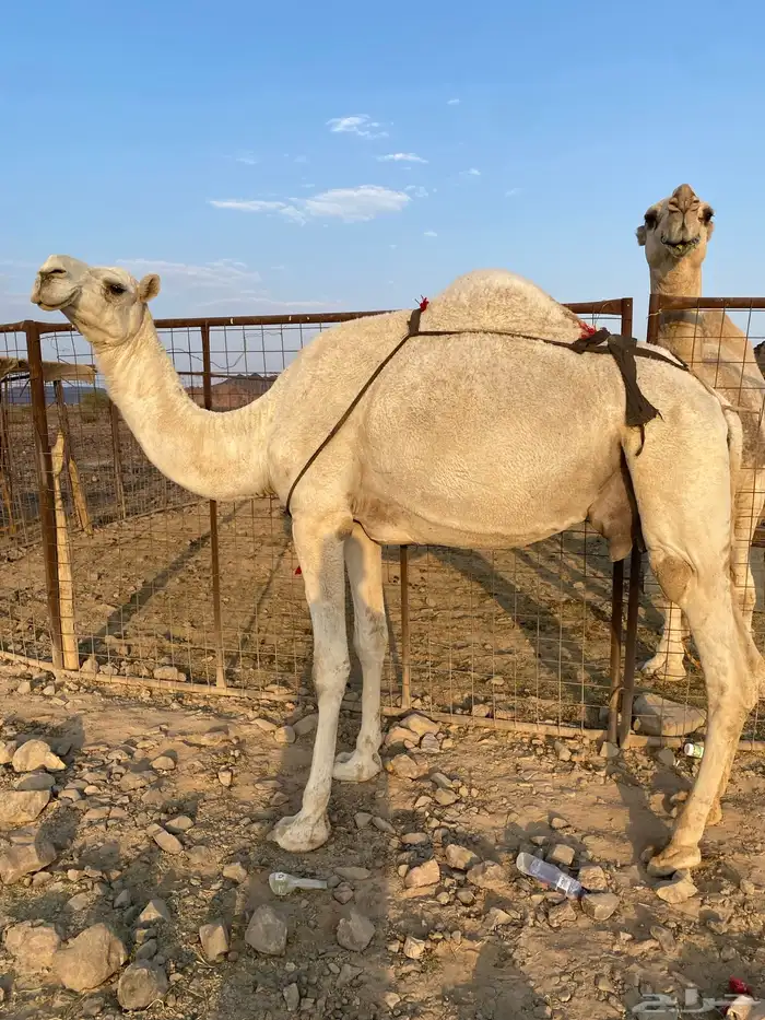خلفه وضحا ناقة انتاج ناقه كفو ومنيحه الحد10500تمم البيعع 3