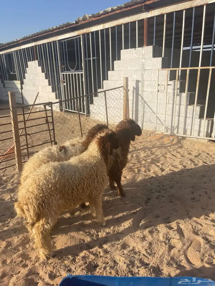 ذبايح بريه نعيمي للبيع يتوفر تمارا 0