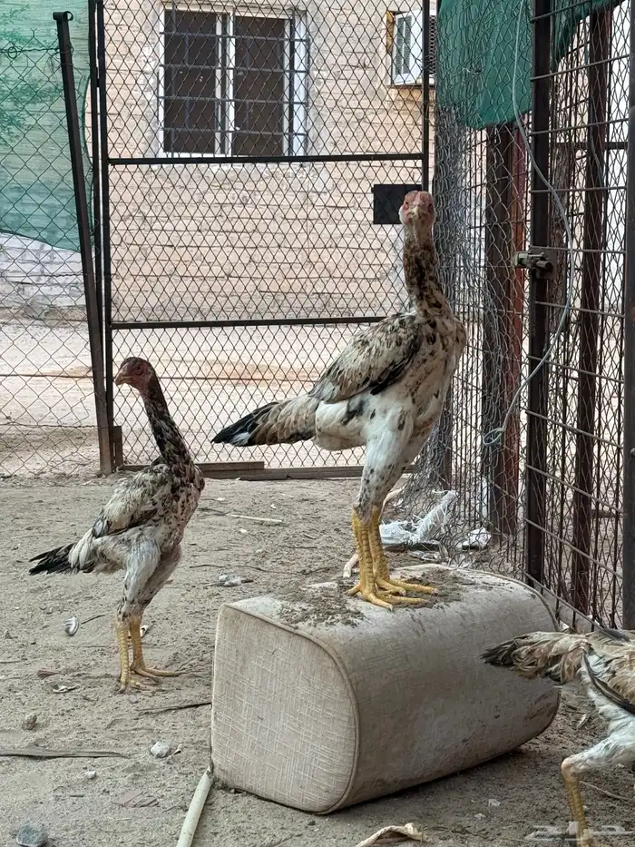 دجاج شامو يباني 8