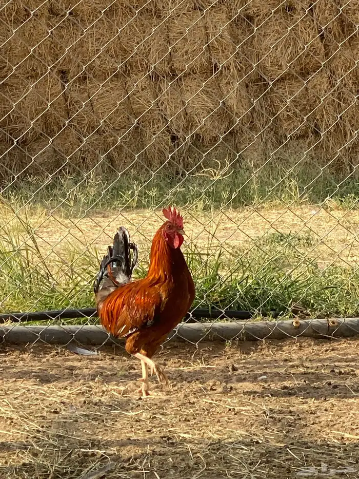 ديكه 0