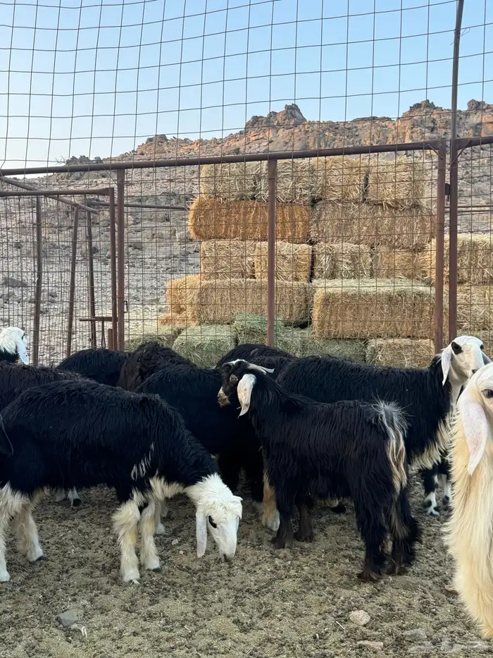 رخال نجادا 3