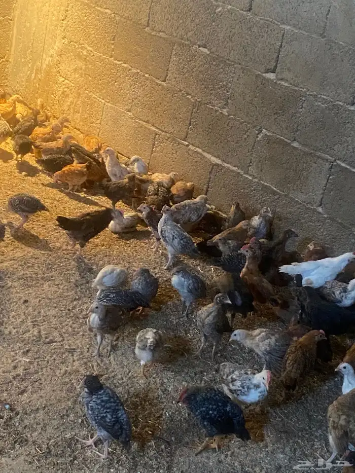 دجاج للبيع عمر 3 شهور 0