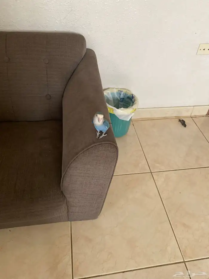 روز يعض شو لأكن إذاعصب 0