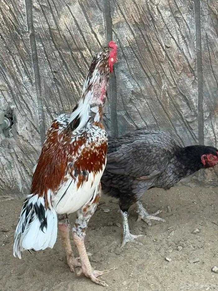 ديك ودجاجتين سنود بيور 7