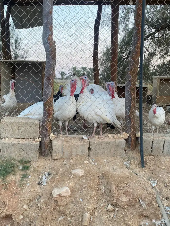 ديوك رومي 4