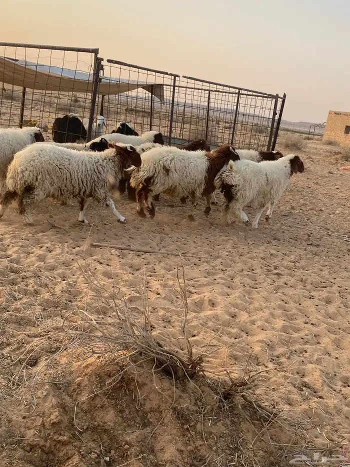 بهم نعيم هرافي 1