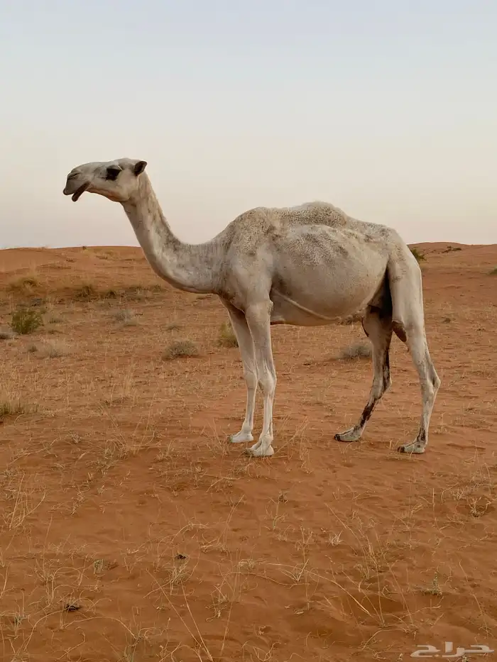 للبيع عشرا 0