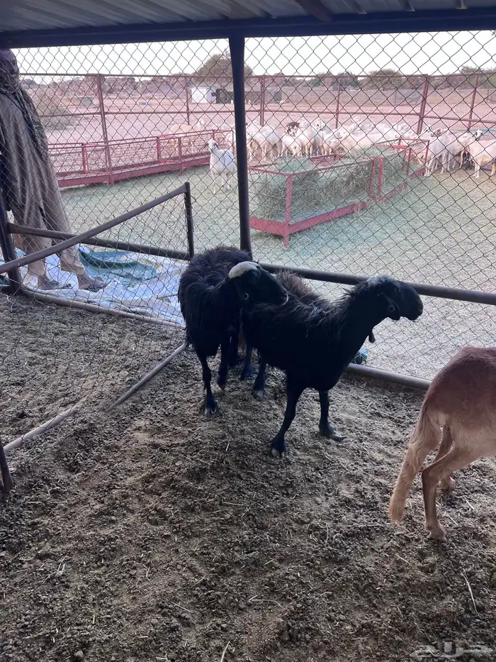 خميس مشيط القاعه 0