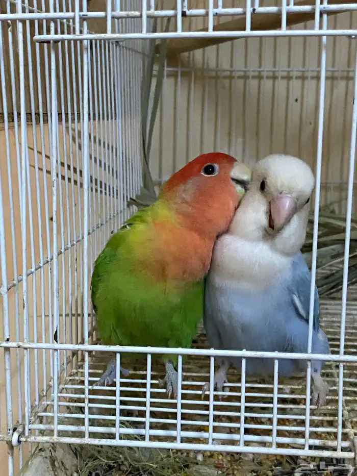 اعرض لكم زوج روز منتج شرط 3