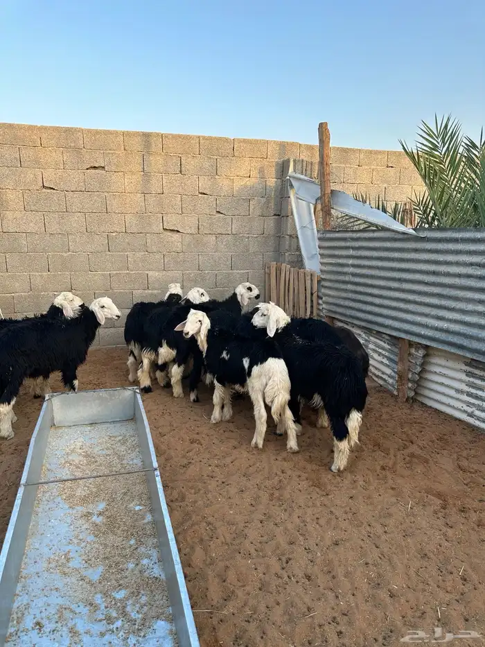 طليان خرفان نجد 4