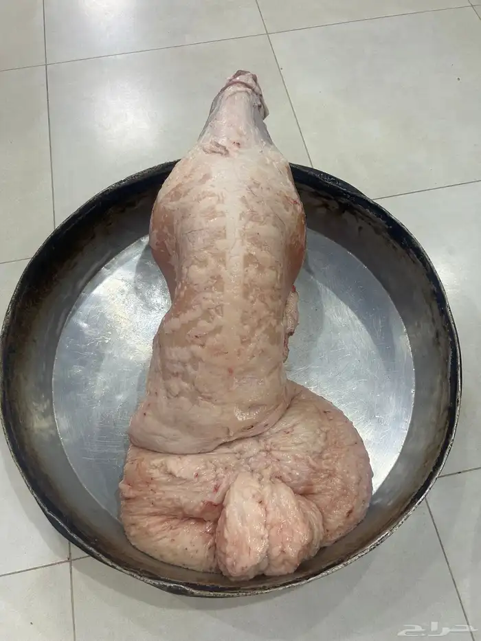 خرفان كناور نعيم ووسط وهرافي 15