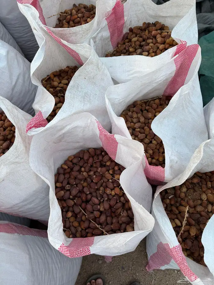 تمر غنم حلال نظيف 1