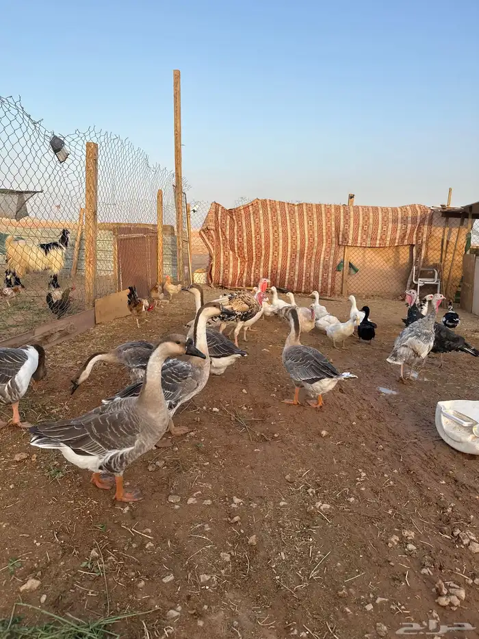 مفرق رماح 2