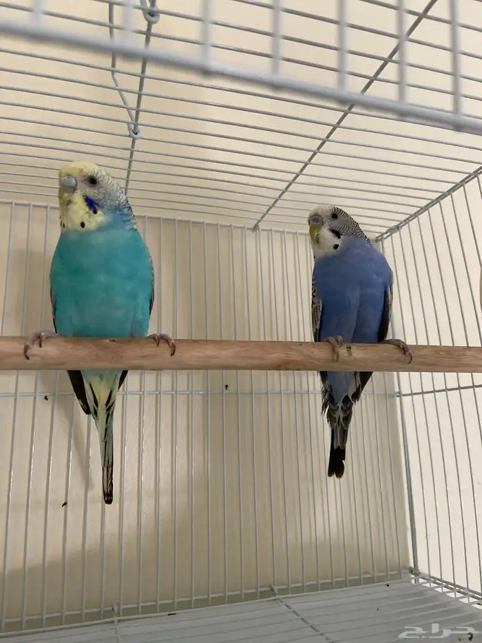 جوز بادجي استرالي جاهزين الذكر يطلب تزاوج 1