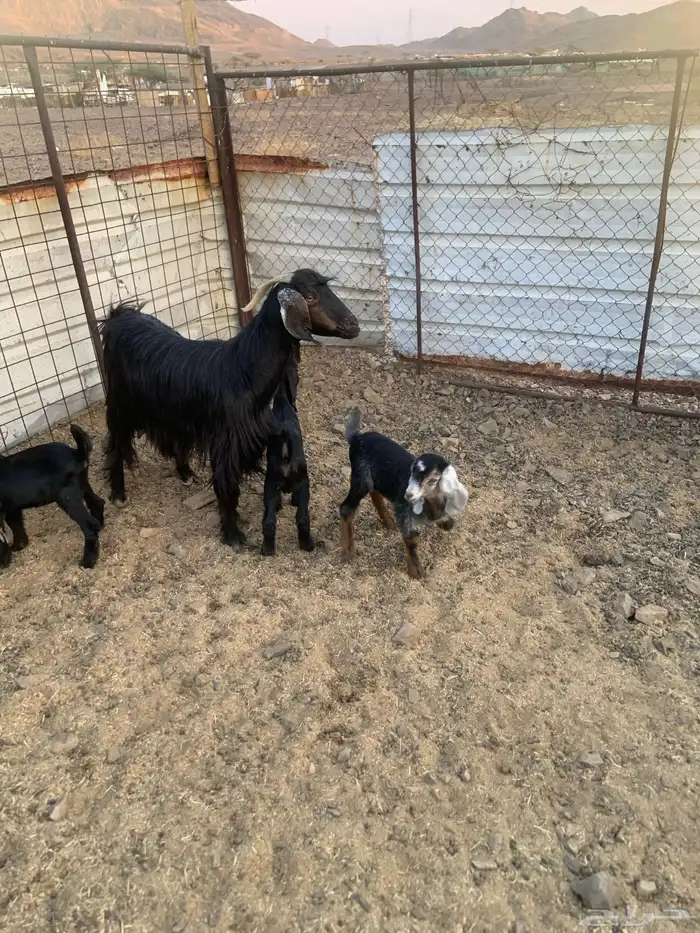 معزاء ولد 13