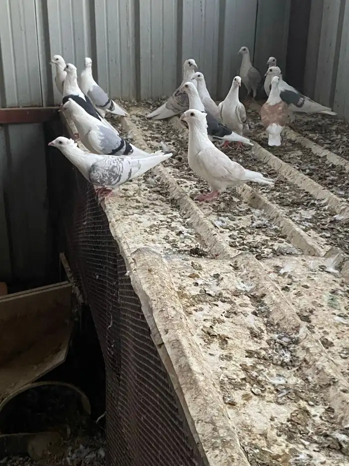 حمام زاجل فاخر للبيع 10