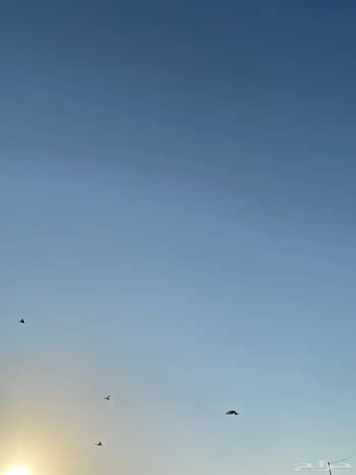 السلام عليكم عندي طيور ضايعة 1