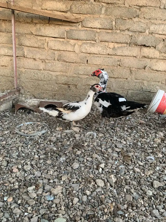 بط مكسوفي 0