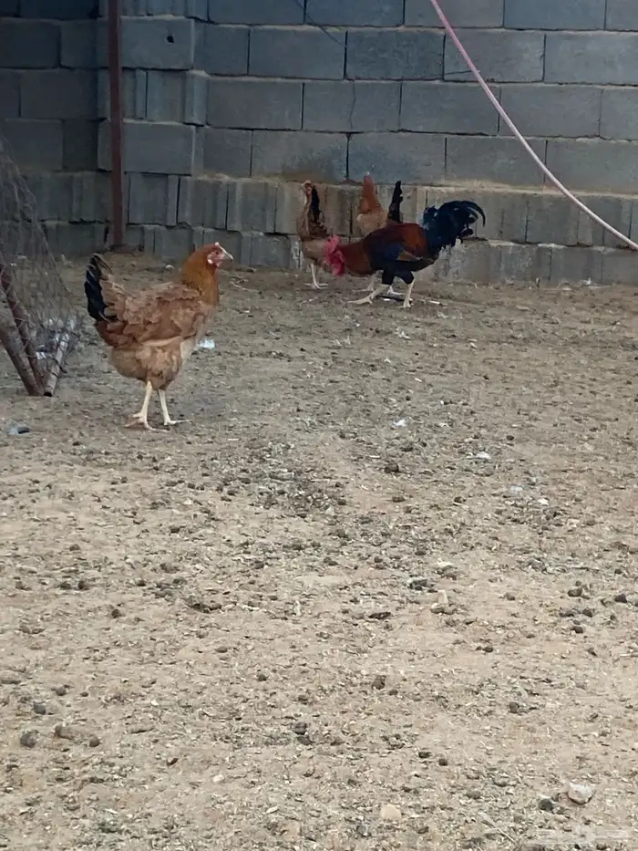 تم تم البيع 0