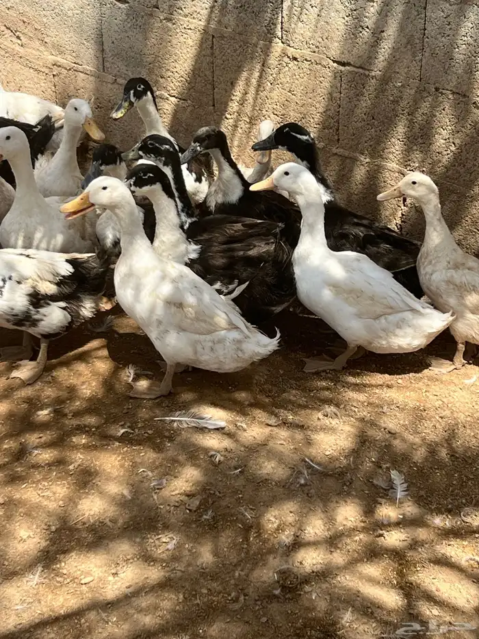 بط بكيني 2