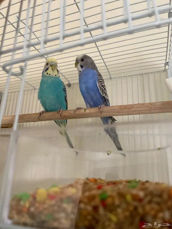 جوز بادجي استرالي جاهزين الذكر يطلب تزاوج 0