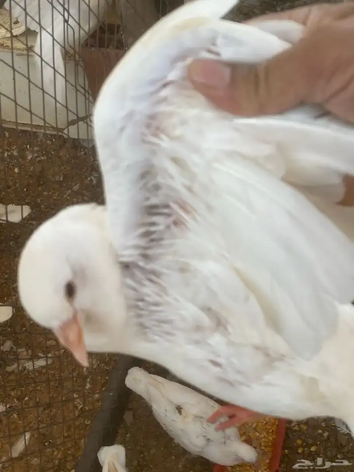زغاليل فرنسي 0